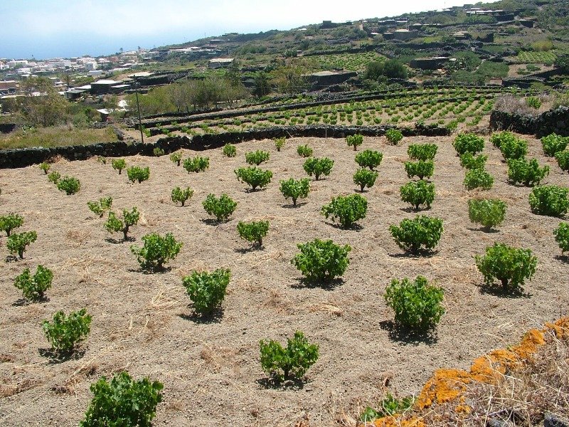 Pantelleria cedesi terreno a vigneto a Trapani in Vendita