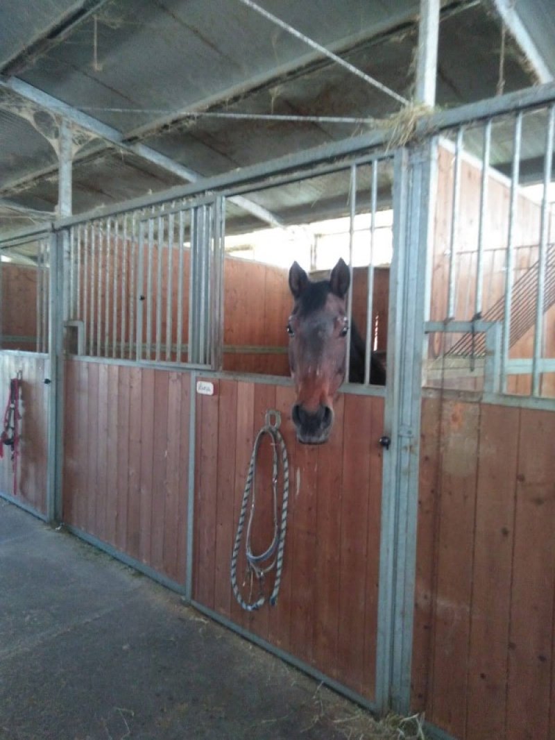 Medolla magazzino stalla per cavalli a Modena in Vendita