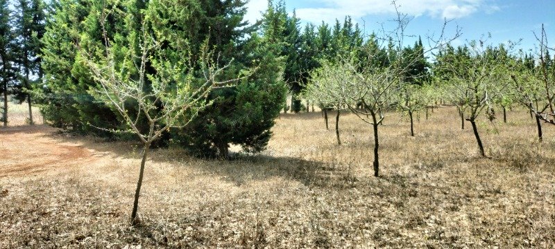 Ortelle terreno agricolo impiantato a mandorleto a Lecce in Vendita