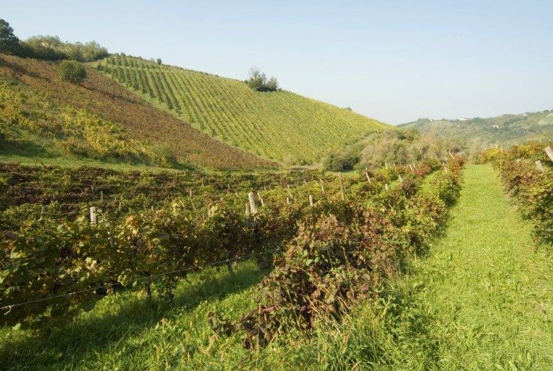 Savignano sul Panaro azienda agricola vitivinicola a Modena in Affitto