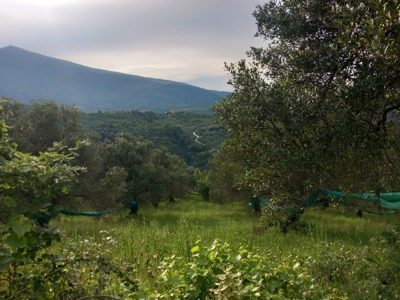 Casal Velino terreno agricolo a Salerno in Vendita