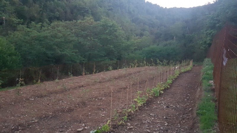 Carmignano terreno agricolo coltivato a frutti a Prato in Affitto