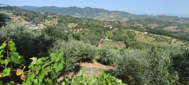 terreno agricolo in Serramenzano a Torano Castello a Cosenza in Vendita