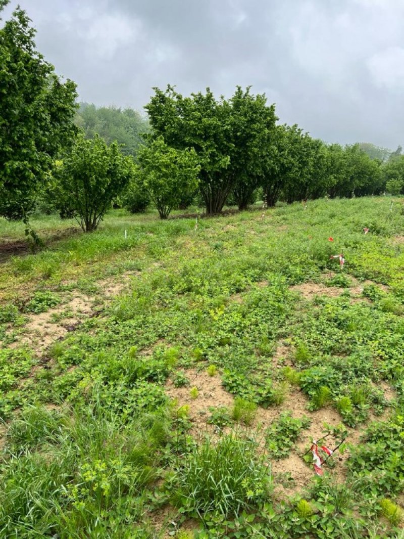 La Morra terreno agricolo coltivato a nocciole a Cuneo in Vendita