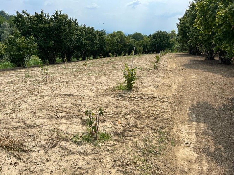 La Morra terreno agricolo coltivato a nocciole a Cuneo in Vendita