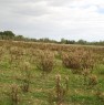foto 6 - Ampio terreno agricolo a Pachino a Siracusa in Vendita