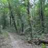 foto 2 - Appezzamento di terreno boschivo a Cant a Como in Vendita