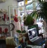 foto 6 - Appio Latino negozio di fiori e piante a Roma in Vendita