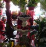 foto 4 - Appio Latino negozio di fiori e piante a Roma in Vendita