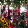 foto 0 - Appio Latino negozio di fiori e piante a Roma in Vendita