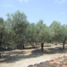 foto 0 - Foggia terreno con alberi di olive e da frutta a Foggia in Vendita