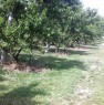 foto 30 - Terreno agricolo zona Cotignola a Ravenna in Vendita
