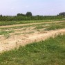 foto 7 - Terreno agricolo zona Cotignola a Ravenna in Vendita