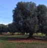 foto 2 - Uliveto in agro di Fasano a Brindisi in Vendita