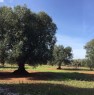foto 1 - Uliveto in agro di Fasano a Brindisi in Vendita