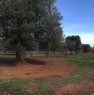 foto 0 - Uliveto in agro di Fasano a Brindisi in Vendita