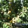 foto 2 - Cabras frutteto orticello a Oristano in Vendita