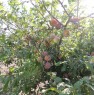 foto 1 - Cabras frutteto orticello a Oristano in Vendita