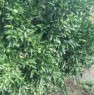 foto 0 - Cabras frutteto orticello a Oristano in Vendita