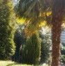 foto 5 - Gavirate appartamento in villa con ampio giardino a Varese in Affitto