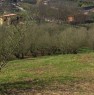 foto 2 - Rocca Priora terreno coltivato a noccioleto a Roma in Vendita