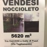 foto 0 - Rocca Priora terreno coltivato a noccioleto a Roma in Vendita