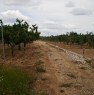 foto 1 - Ruvo di Puglia ciliegieto e uliveto a Bari in Vendita