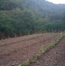 foto 0 - Carmignano terreno agricolo coltivato a frutti a Prato in Affitto