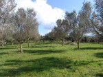 Annuncio vendita Splendido terreno pianeggiante ad Alghero