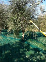Annuncio vendita Oliveto con piante secolari a Casciana Terme