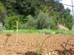 Annuncio vendita Terreno edificabile Ortovero Albenga
