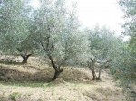 Annuncio vendita Oliveto in zona Torbecchia Arcigliano