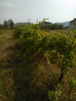 Annuncio vendita Monsummano Terme terreno con vigna