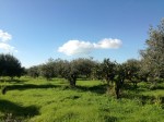 Annuncio vendita Sciacca terreno agricolo in zona piana Scunchipani
