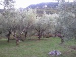 Annuncio vendita Sgurgola oliveto