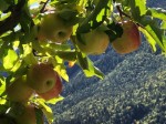 Annuncio vendita terreno agricolo frutteto in localit Tuenno