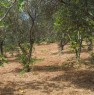 foto 3 - Terreno a Cardir vicino Francavilla Angitola a Vibo Valentia in Vendita