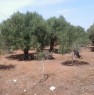 foto 4 - Terreno agricolo a Tiggiano a Lecce in Vendita
