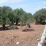 foto 3 - Terreno agricolo a Tiggiano a Lecce in Vendita