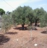 foto 2 - Terreno agricolo a Tiggiano a Lecce in Vendita