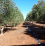 foto 5 - Terreno agricolo zona Matine a Lecce in Vendita