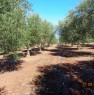 foto 4 - Terreno agricolo zona Matine a Lecce in Vendita