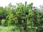 Annuncio vendita Terreno fertile di 5 ettari pianeggiante a Burcei