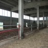 foto 3 - Azienda agricola con stalle a Novi Ligure a Alessandria in Vendita