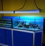 foto 5 - Attivit di acquariofilia avviata a Messina in Vendita