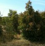 foto 0 - Terreno agricolo impiantato di Eucalipto a Ghineo a Cagliari in Vendita