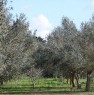 foto 4 - Splendido terreno pianeggiante ad Alghero a Sassari in Vendita