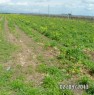 foto 1 - Terreno seminativo in Agro di Orta Nova a Foggia in Vendita