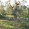 foto 0 - Terreno Trepuzzi-Casalabate zona Arcipreti a Lecce in Vendita