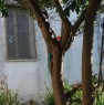 foto 4 - Casa da restaurare con giardino a Serrenti a Medio Campidano in Vendita